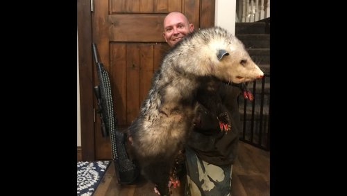 Minnesota man shoots massive possum after chicken coop attack