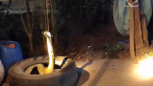 Thailand: Ravenous python swallows pet cat in front of horrified owner