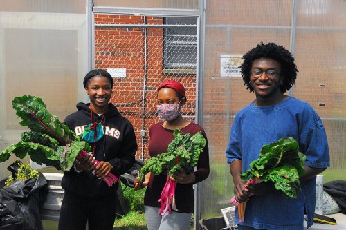 From Vacant Lot to Urban Farm