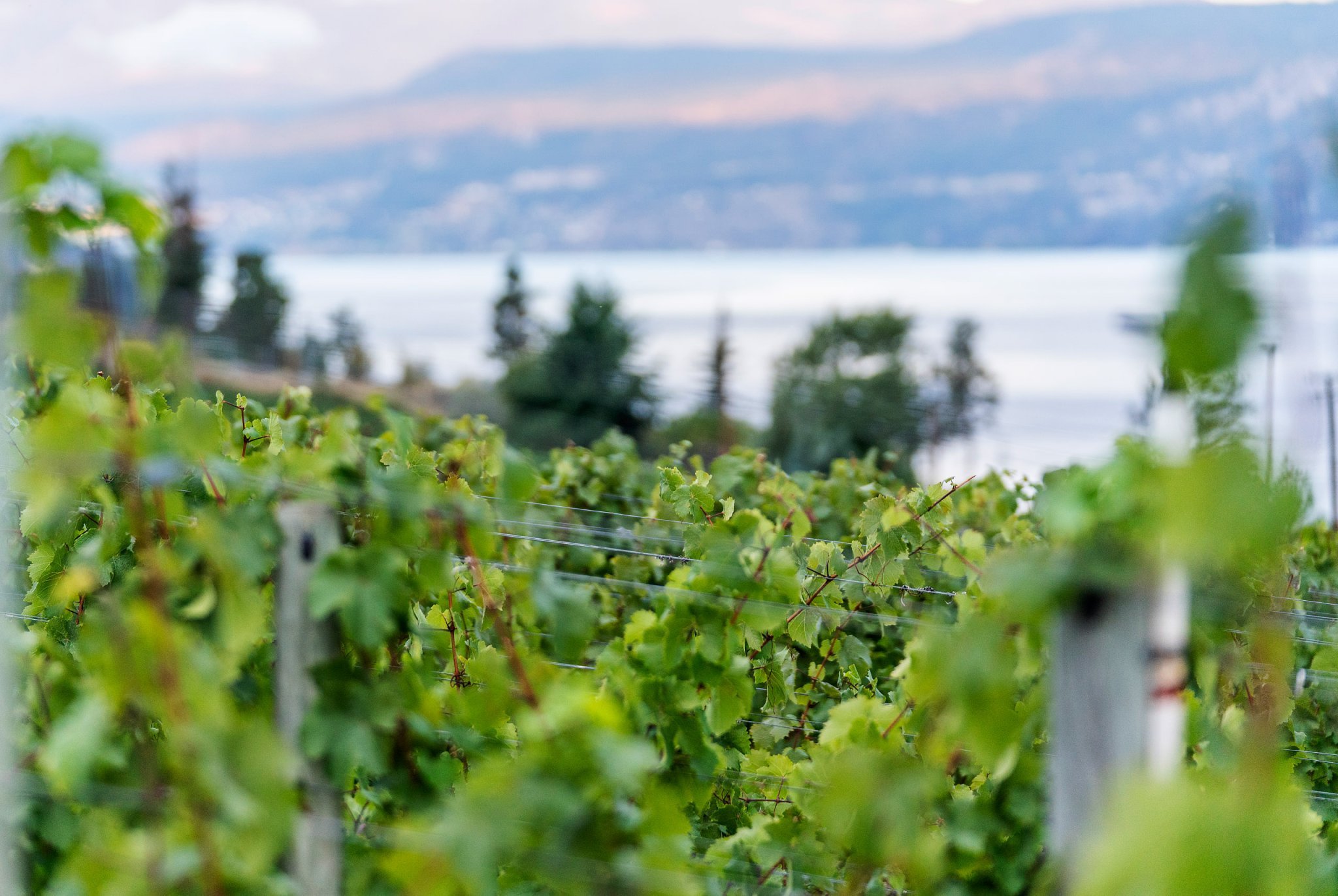 BC Wineries that Prove Canadian Wines Can Be World Class Flipboard