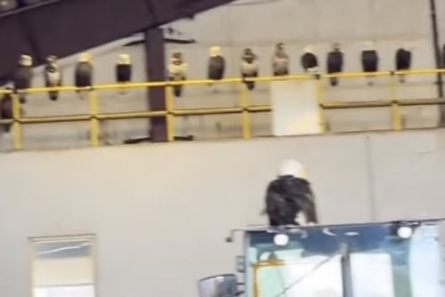 A dump in Alaska is apparently the best place to see a ton of eagles