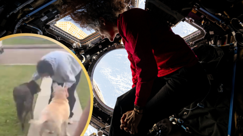 Paw-Some Watch: Astronaut Sunita Williams Being Welcomed by Her Dogs is Melting 