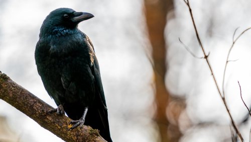 Scientists Find Crows Have a Concept of the Number Zero