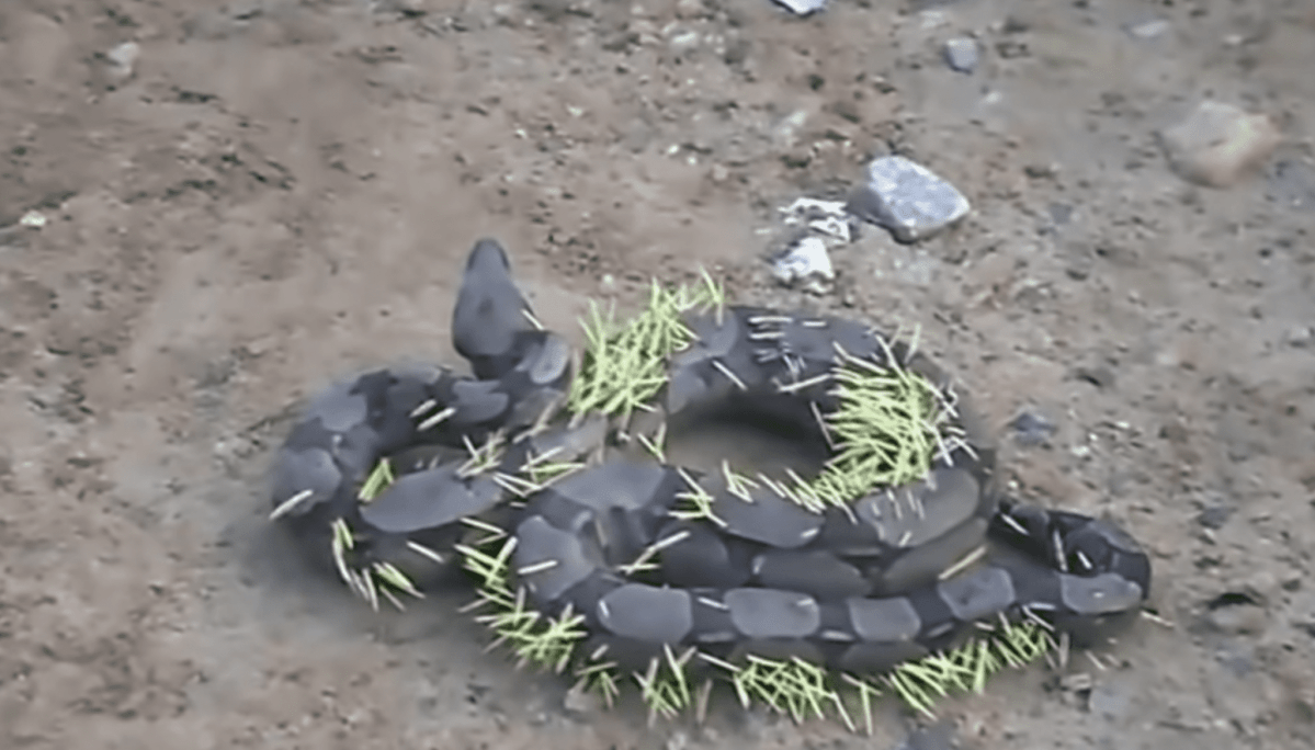 A snake tried to eat a porcupine and a picture captured the painful aftermath