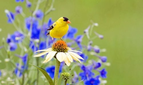 Boost Your Mental Health With Bird-watching