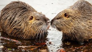 Beavers Return to London After 400 Years With a Very Special Mission