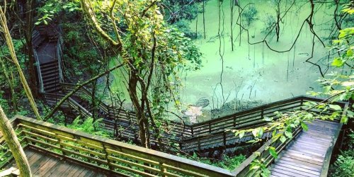 This Boardwalk In Florida Leads To A Hidden Miniature Rain Forest 