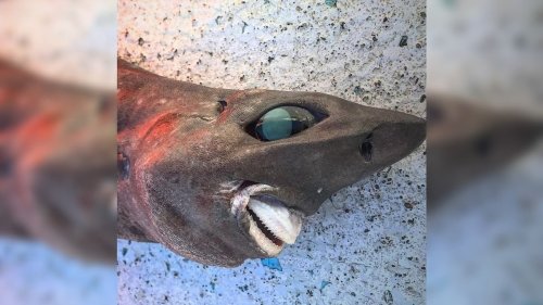 Terrifying Close-ups of Deep Sea Sharks 
