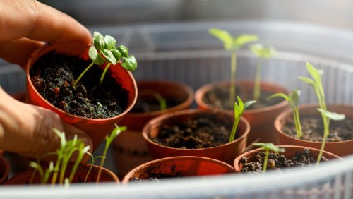 Magazine - Garten Tipps
