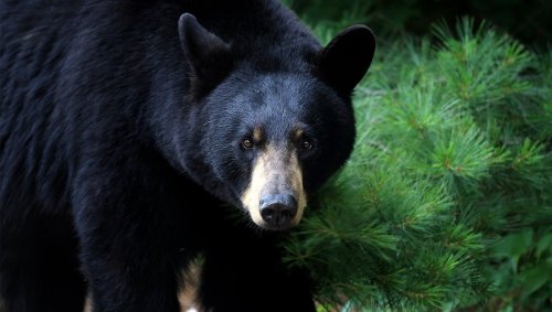 A 350-pound black bear ripped through a family's tent while they were sleeping