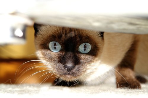 Everything You Need to Know About Siamese Cats