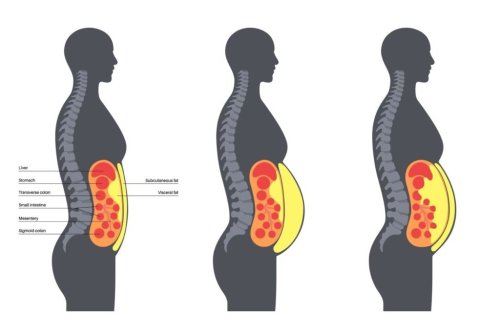 Burn Hidden Belly Fat: 5 Science-Backed Ways to Eliminate Visceral Fat