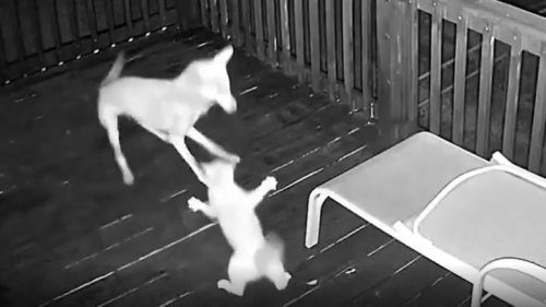 Fearless cat narrowly escapes after taking on wild coyote