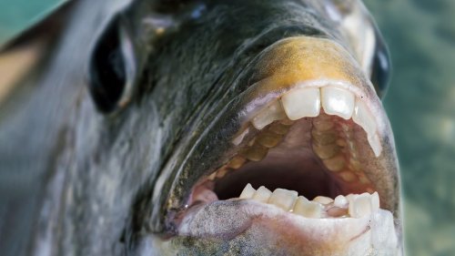 This Fish’s Human-Like Teeth Will Disturb You