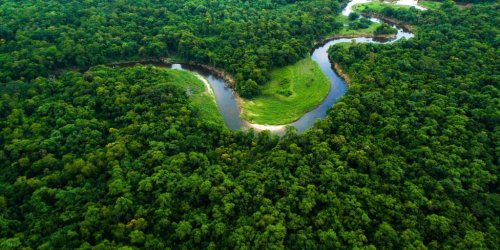 Magazine - Grow billion trees 