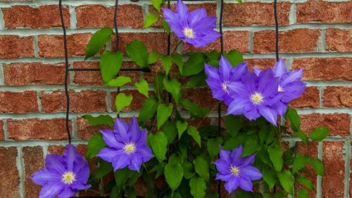 Beautiful vining plants for your yard 