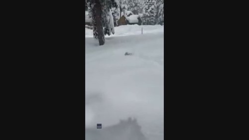 Golden Retriever Bounds Through Deep Snow Near Lake Tahoe