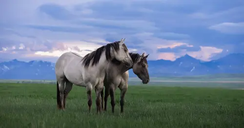 Magazine - All Things Equine
