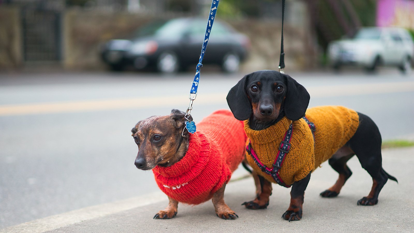 Mini Dachshund's That Will Make Your Brain Happy