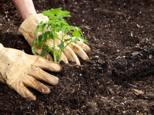 Here’s Why You Should Always Plant Tomato Seedlings Sideways