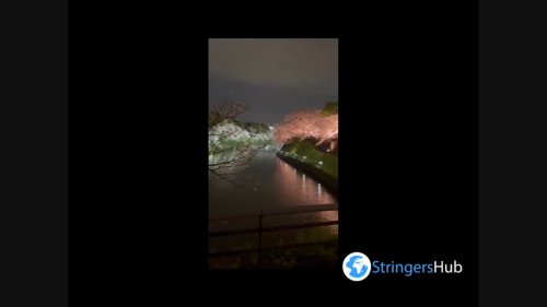 Japan: Cherry Blossoms In Full Bloom Illuminated At Night 2