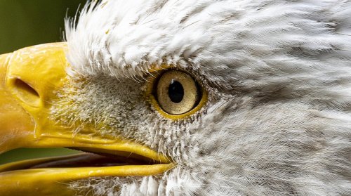 The Largest Eagle To Ever Exist Dwarfs The Bald Eagle In Every Way
