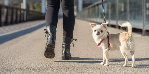 17 Longest-Living Dog Breeds Perfect For Making Lasting Memories