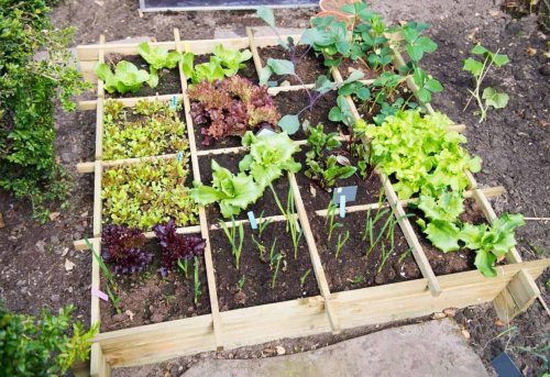 5 Blogs to Kickstart Your Spring Vegetable Garden