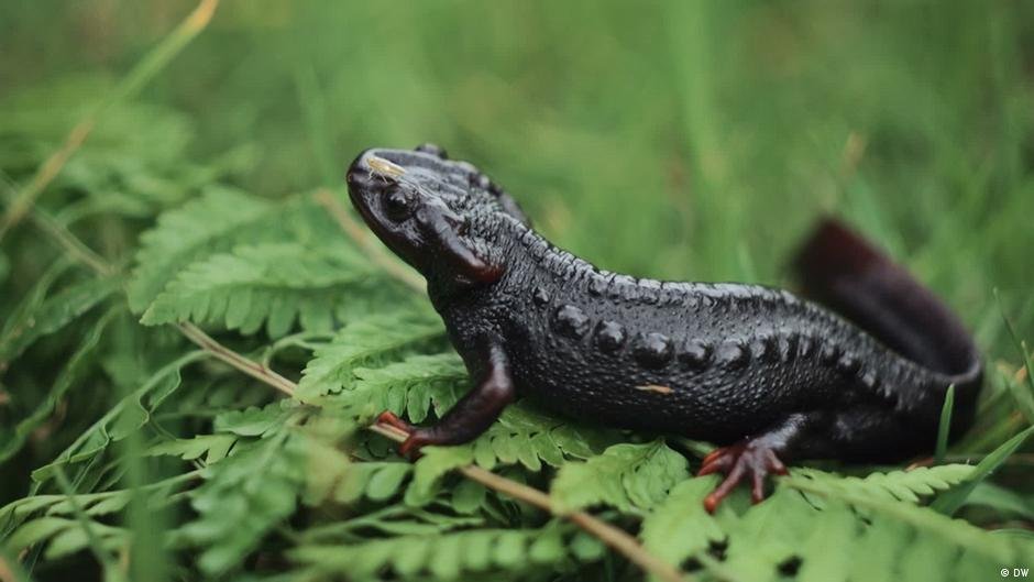 Can a Himalayan living fossil still be saved?