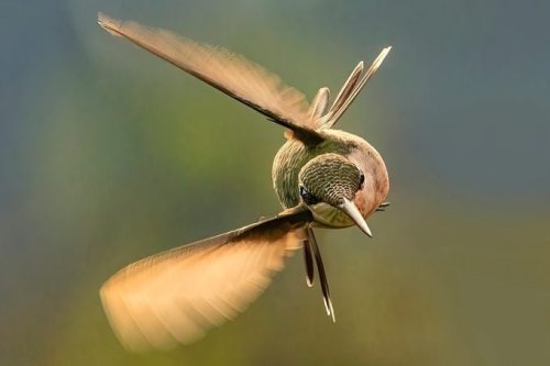 Spectacular Hummingbird Photo Contest Winners