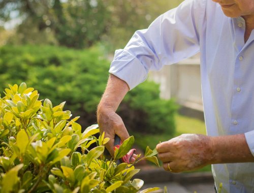 9 PLANTS YOU SHOULD NOT PRUNE IN SUMMER