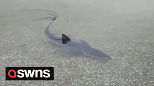 Beach visitors shocked after a blue shark was spotted swimming in a UK beach