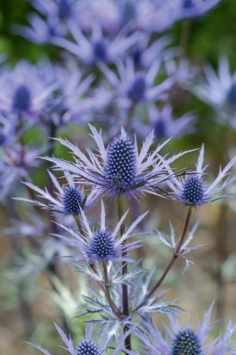Summer gardening