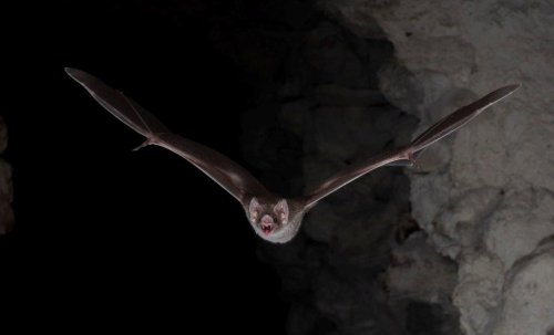 I want to drink your blood: Vampire bat's genetic secrets revealed