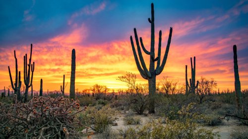 Dangerous creatures to beware of when visiting the Southwest