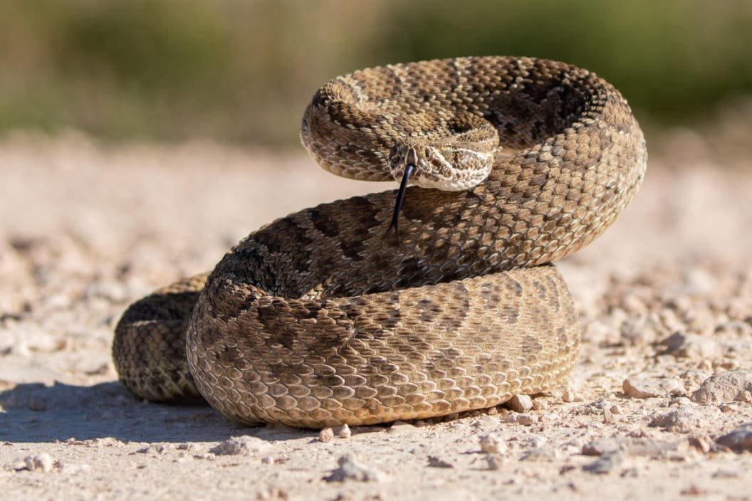6 Snakes in North America You Don't Want to Mess With