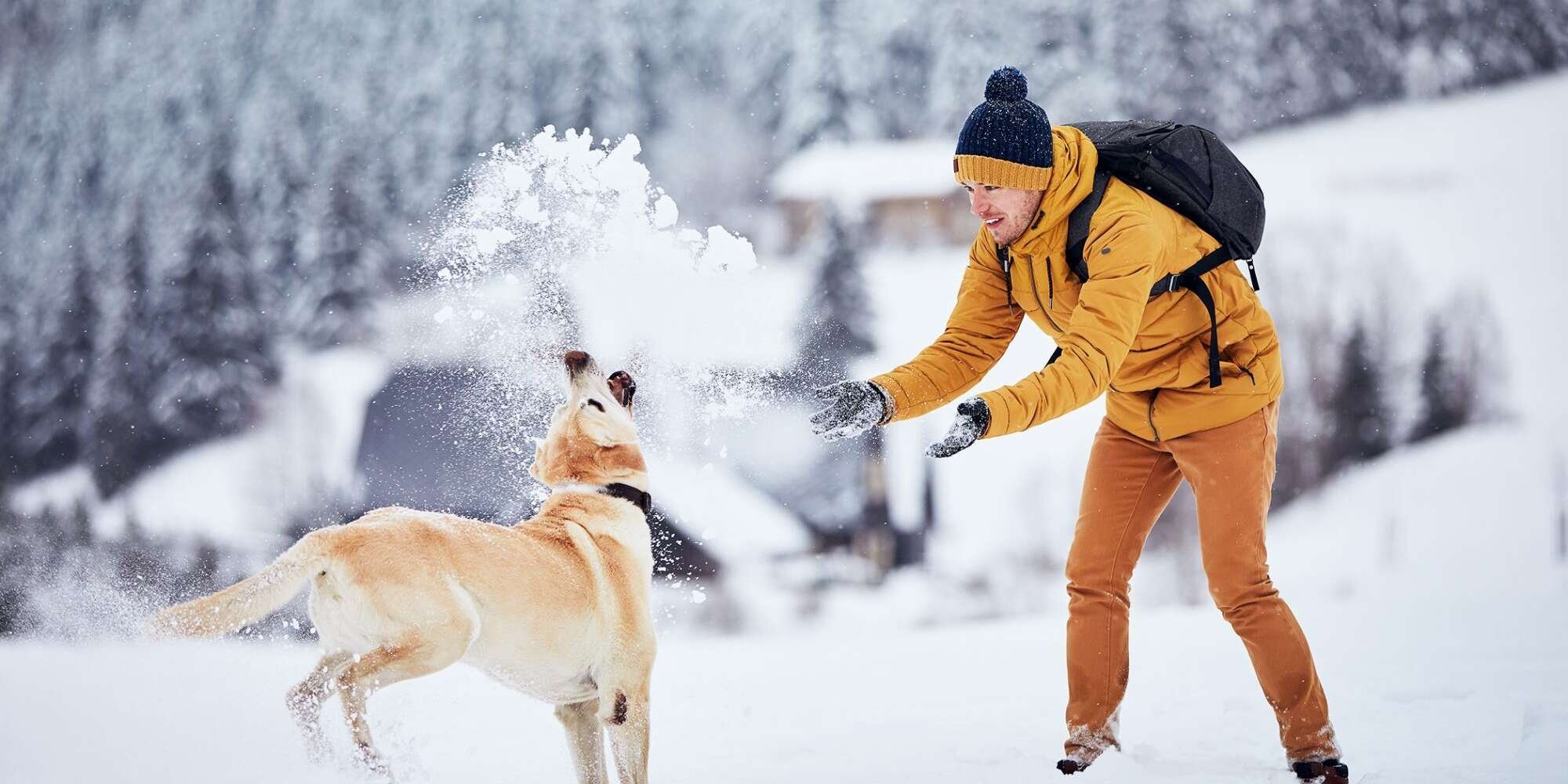 12 Snow Dog Breeds Who Love the Wintery Weather More Than Any Human