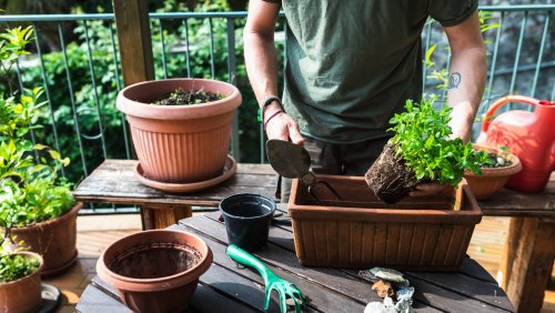 DIY container gardening ideas you'll want to try 