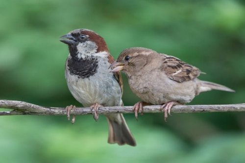 How to Keep House Sparrows Out of Bluebird Boxes