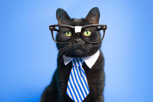 These Cat Breeds Are Scarily Smart — Can You Handle One?