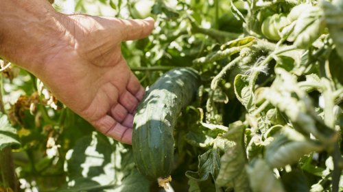 Companion planting tips for your vegetable garden 