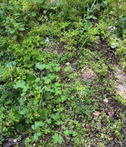 Tired of weeds? Try this homemade vinegar & Dawn spray with a spicy twist
