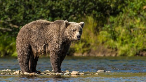 Bear safety tips you'll want to remember on your next outdoor adventure