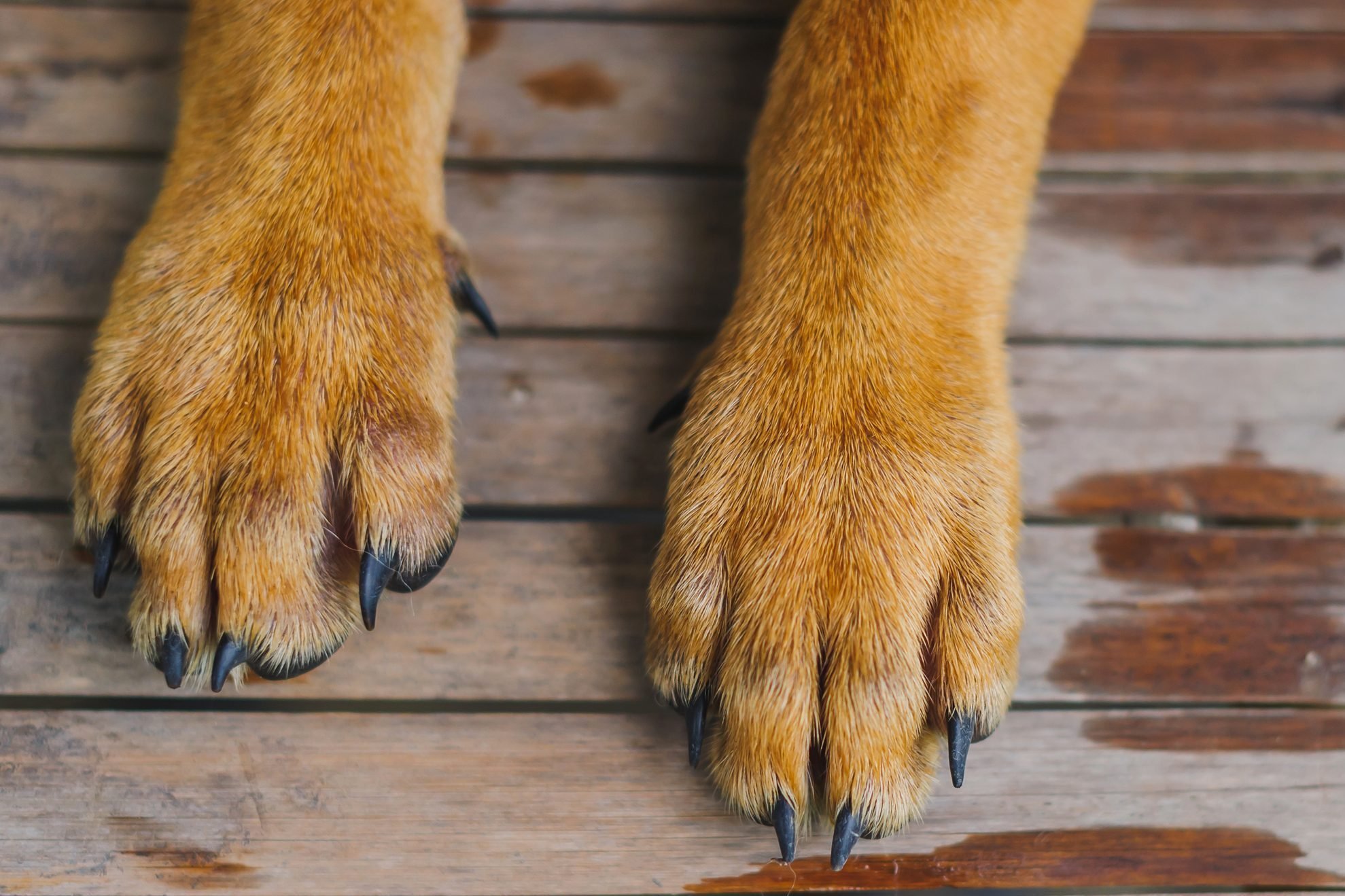 Here’s Why Your Dog’s Paws Smell Like Corn Chips
