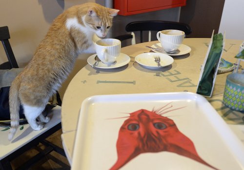 Polish institute classifies cats as alien invasive species
