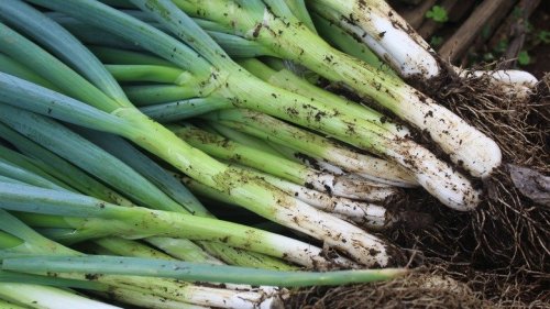 Avid Gardeners Who Grow Green Onions Also Know To Plant This Tasty Companion