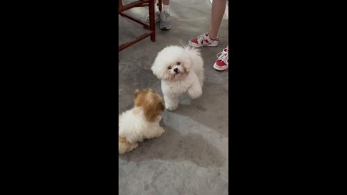 Bichon Frise Receives a Firm Paw Slap from Another Dog in Guangdong, China
