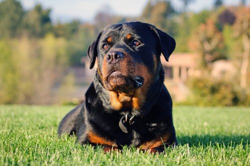 The Five Most Popular Working Group Dog Breeds