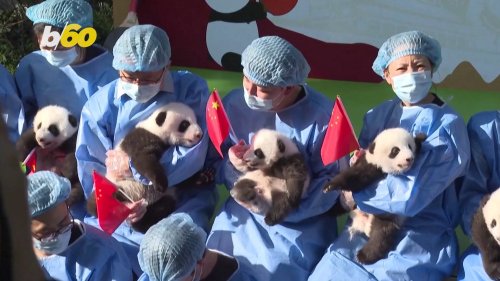 Giant Panda Cubs Debut at China Research Grounds