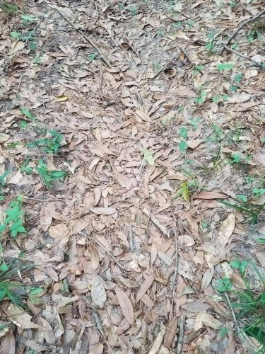 There's a venomous copperhead snake in this photo; can you find it?